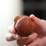 Chinese tea pet schildpad van Yixing-klei