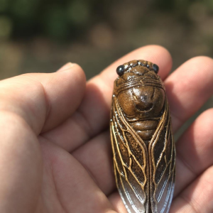 Cicade tea pet met gouden accenten