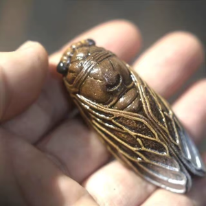 Cicade tea pet met gouden accenten