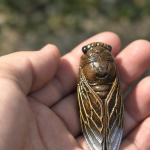 Cicade tea pet met gouden accenten