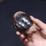 Schildpad tea pet van keramiek