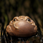 Tea pet met drie poten als gelukskikker